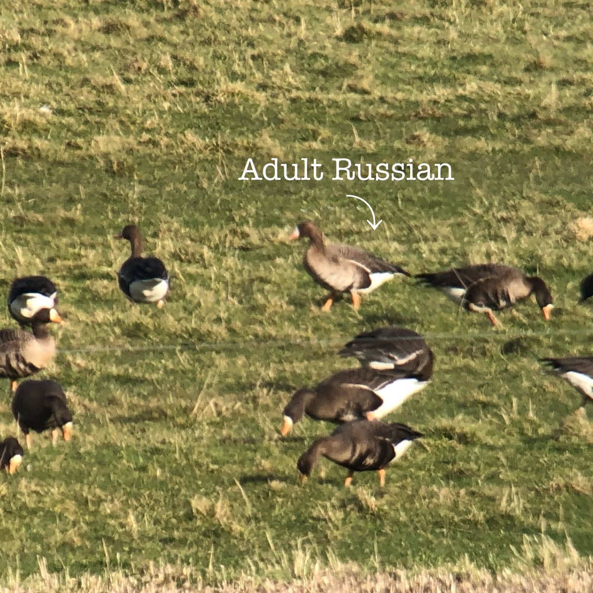 cianbirder's tweet image. Nice to pick up two (which appear to be the pair I had back in January) Russian white-fronted geese at the Wexford wildfowl reserve this afternoon. #subspecies #geese #wildfowl @BirdGuides