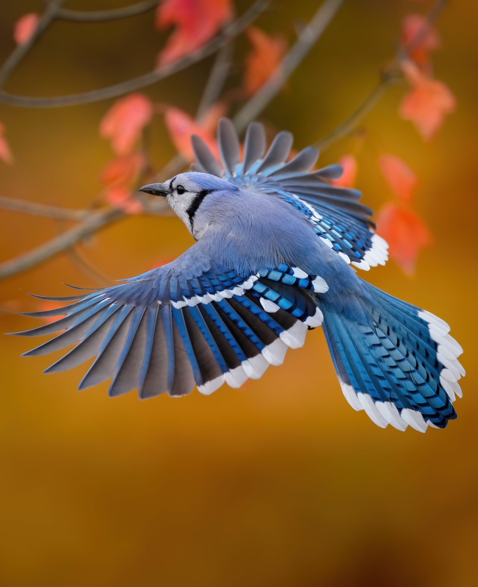 New York State Dept. of Environmental Conservation on X: I'm NOT blue da  ba dee da ba di?! Did you know #bluejay feathers are made of microscopic  prism-like structures, causing the refracted