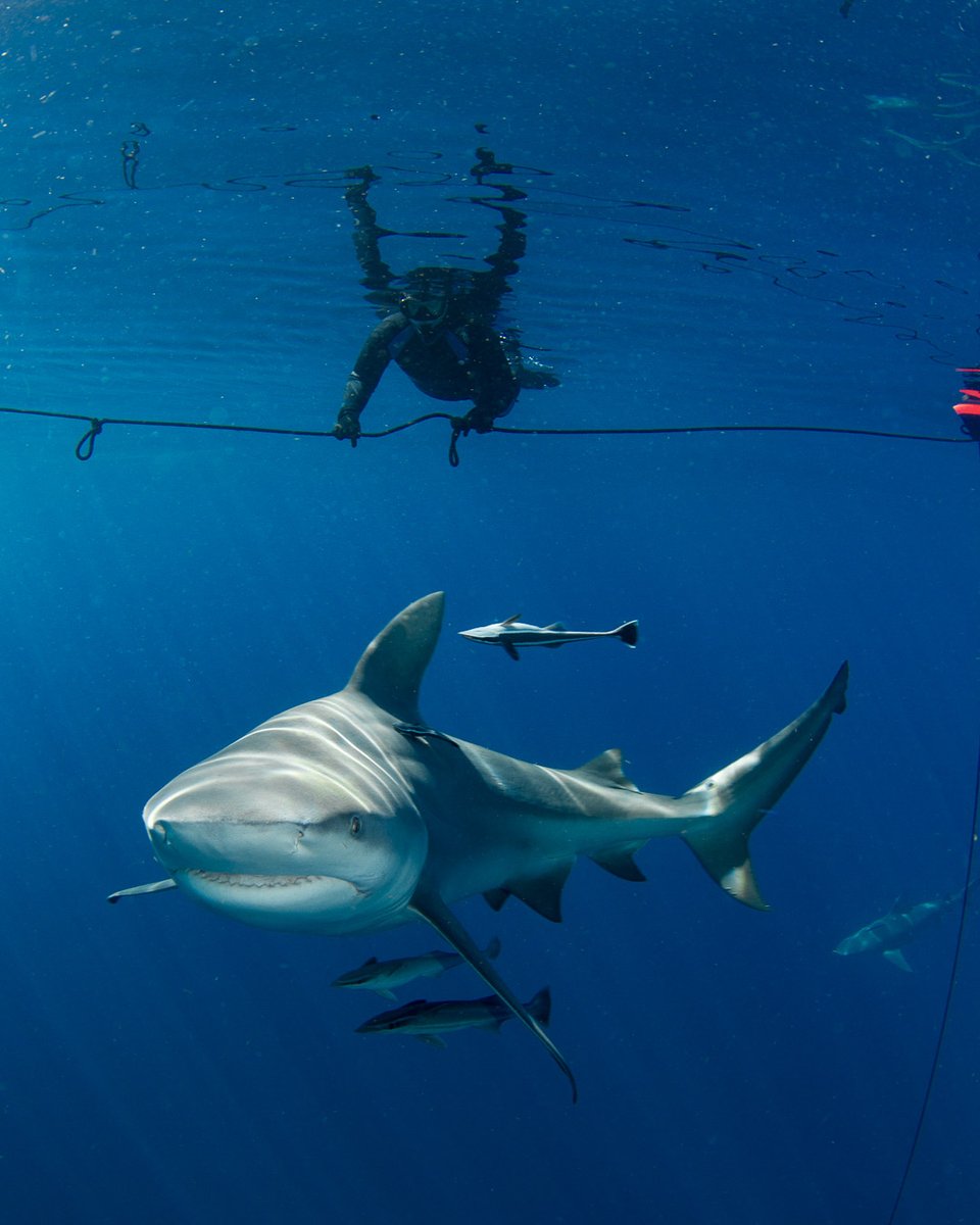 These beautiful winter days with the bull sharks are a highlight of the season! What are you waiting for? Head to our website to book your dive today! #sharkdiving #bullshark #sharks #diving #florida #westpalm #jupiter #visitpalmbeach