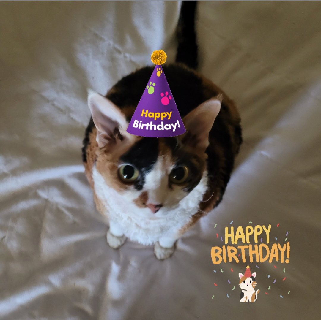 Khaleesi2915's tweet photo. Today is my 8th birthday! 🎉🐾❤️😺Let’s party!  #cats #CatsOnTwitter #CatsOfTwitter #DevonRex #CalicoCrew https://t.co/B0ha7H1kew