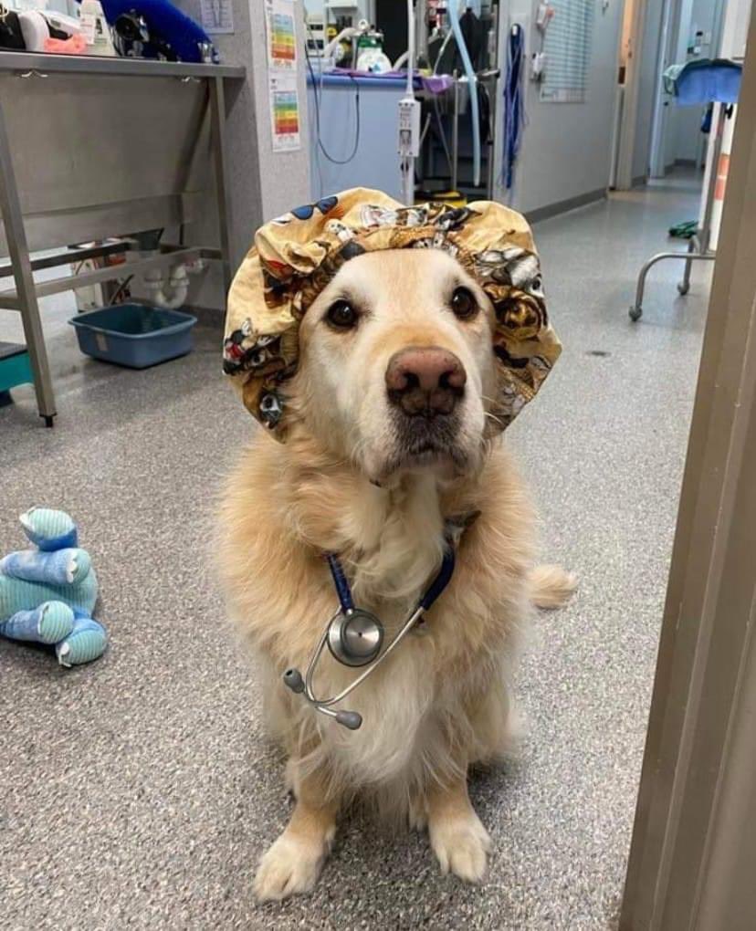 This is Oliver. He's your nurse today. The good news is that your X-rays show you're filled with bones. The bad news is that he wants them. 14/10