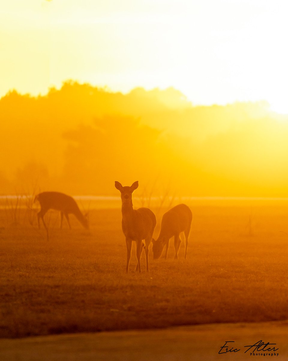 Oh deer!!! That sunset glow last night was perfect
#sunset #obxnc #outerbanksnc #deer #wildlifephotography