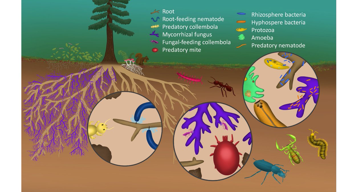 Just published! Why we need to need living trees. Continuous root forestry—Living roots sustain the belowground ecosystem and soil carbon in managed forests. TAMM review authors.elsevier.com/sd/article/S03…