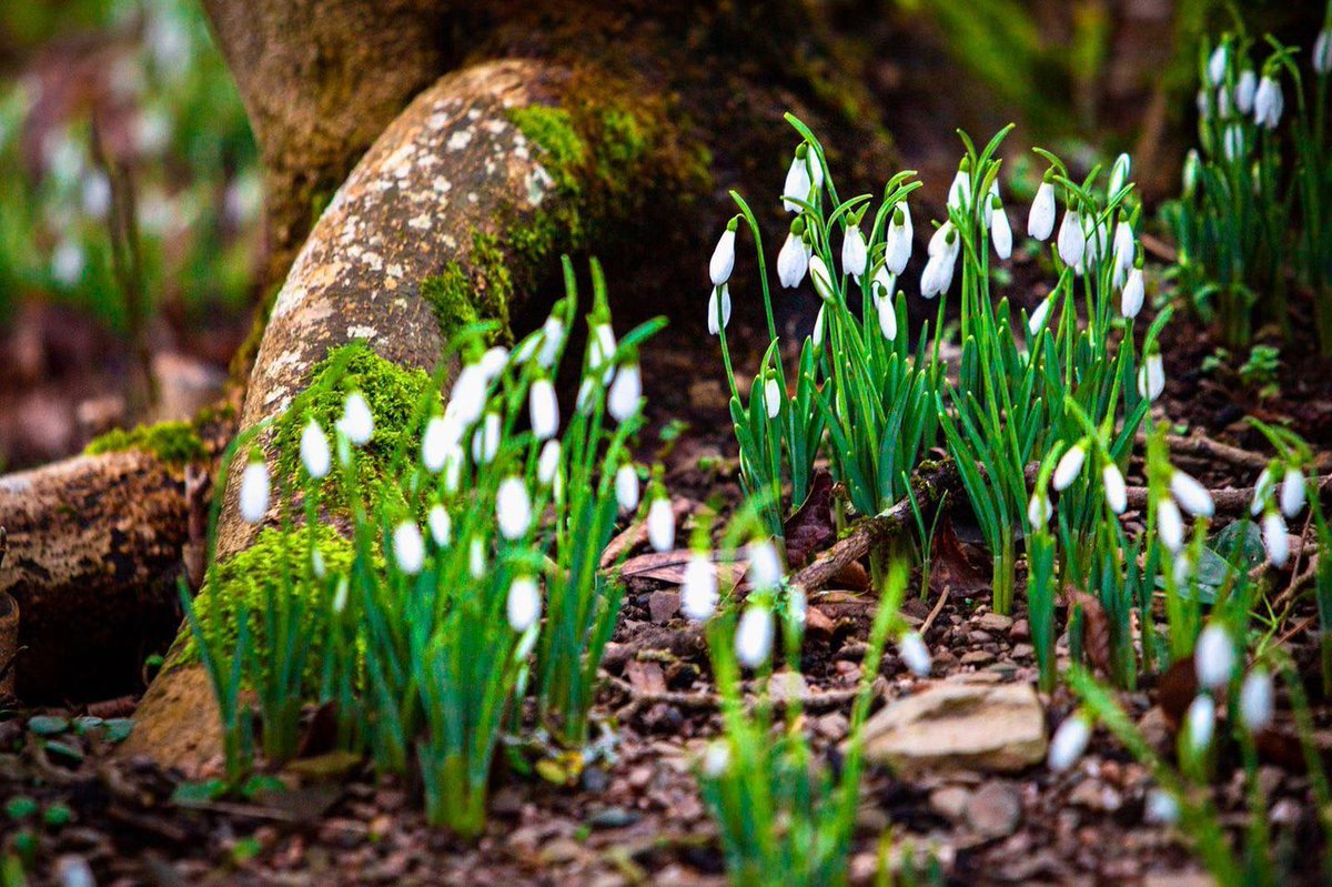£5 February Snowdrops days start this Sunday and we're super excited about it! After 3 months of being closed to the public, we can't wait to welcome you back.
#snowdrops #snowdropseason #snowdrop #garden #horticulture #wildlife #marwoodhillgardens #marwoodhillgarden