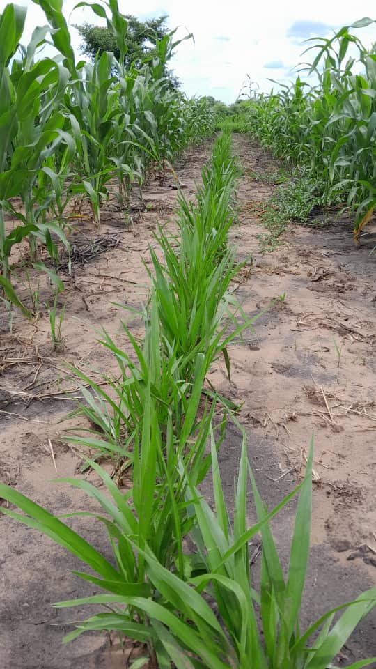 FBaudron's tweet photo. Under the @CGIAR #AgroecologyInitiative, @CIMMYT is testing locally-adapted #pushpull with #sorghum (in paired rows) #intercrop(ped) with #cowpea & surrounded by a border of #brachiaria to control #stemborer & #fallarmyworm 🐛🦋 in Mbire #Zimbabwe 🇿🇼 https://t.co/CpdWroaN97