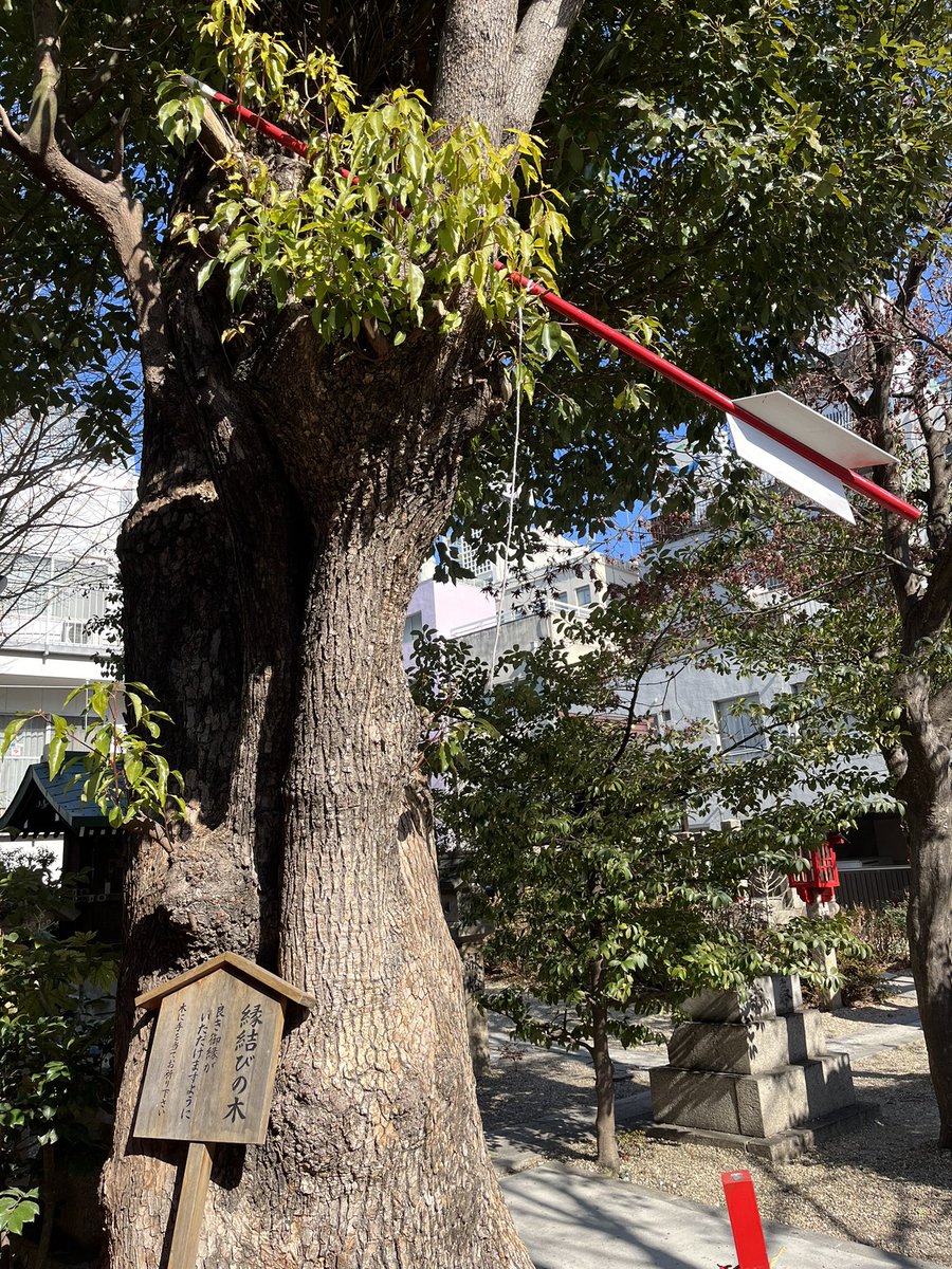 「ゆゆたまと今年の干支にぴったりな神社さん行ったりおいしいバタークレープ食べたりス」|桃汰のイラスト