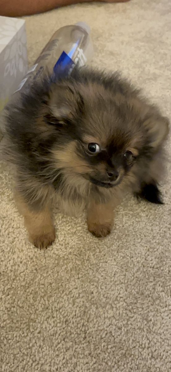 vatrbaby's tweet photo. @JosephSikora4 @JoshMalina @AustinBasis @Tspoon90 @mindykaling @kalpenn @michaelrosenbum @Winston_Duke pls meet a new addition to my family. Anika Magoon!  #fearless #goddessdurga #pomeranian #thv #taekook https://t.co/AJ8t1pDtyX
