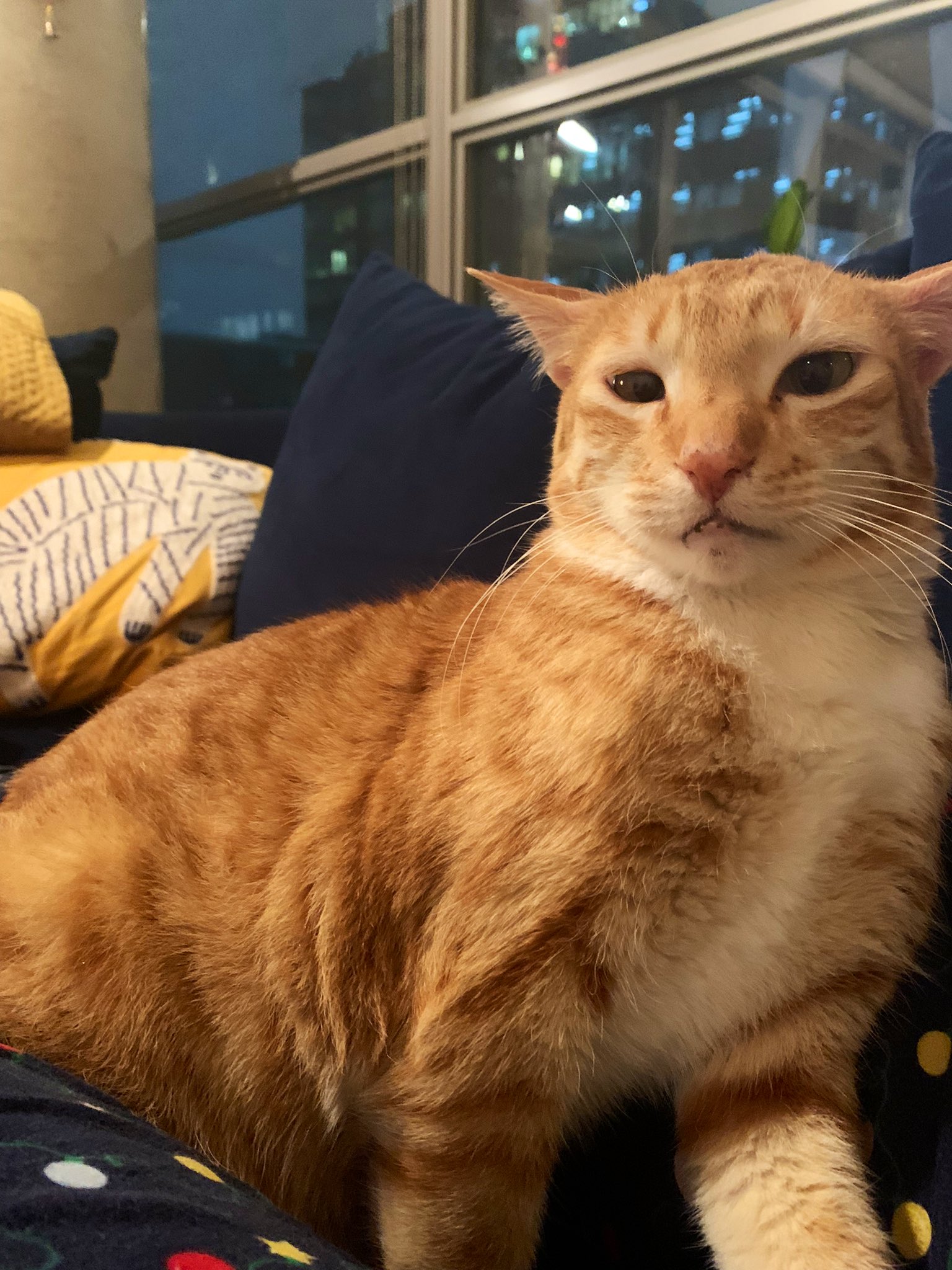 The Unexpected Truth About Catturd'S Twitter Following - na0g04c