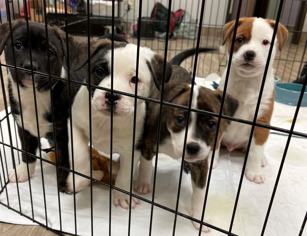 We got puppies! Check out our website at ramonahumanesociety.org