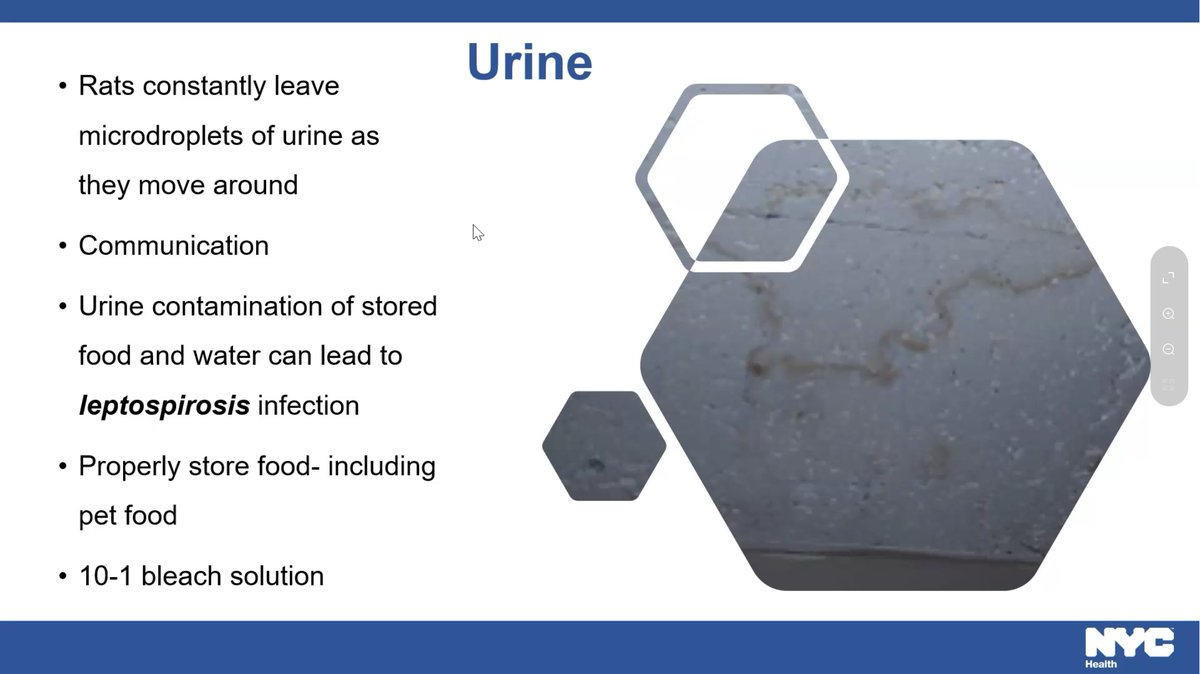 Liz Denys on Twitter "rats COMMUNICATE through their 💩 and urine"