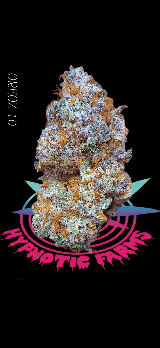 HypnoticFarms's tweet photo. Oreoz 1.0 
- Bred by 3rdcoastgenetics maxyields cut. 
- Our Oreoz has a subtle vanilla and cocoa flavor profile…. Not those cardboard terps! #Oklahoma #hypnoticfarms #CannabisCommunity #Mmemberville https://t.co/LTqKRGNBDZ