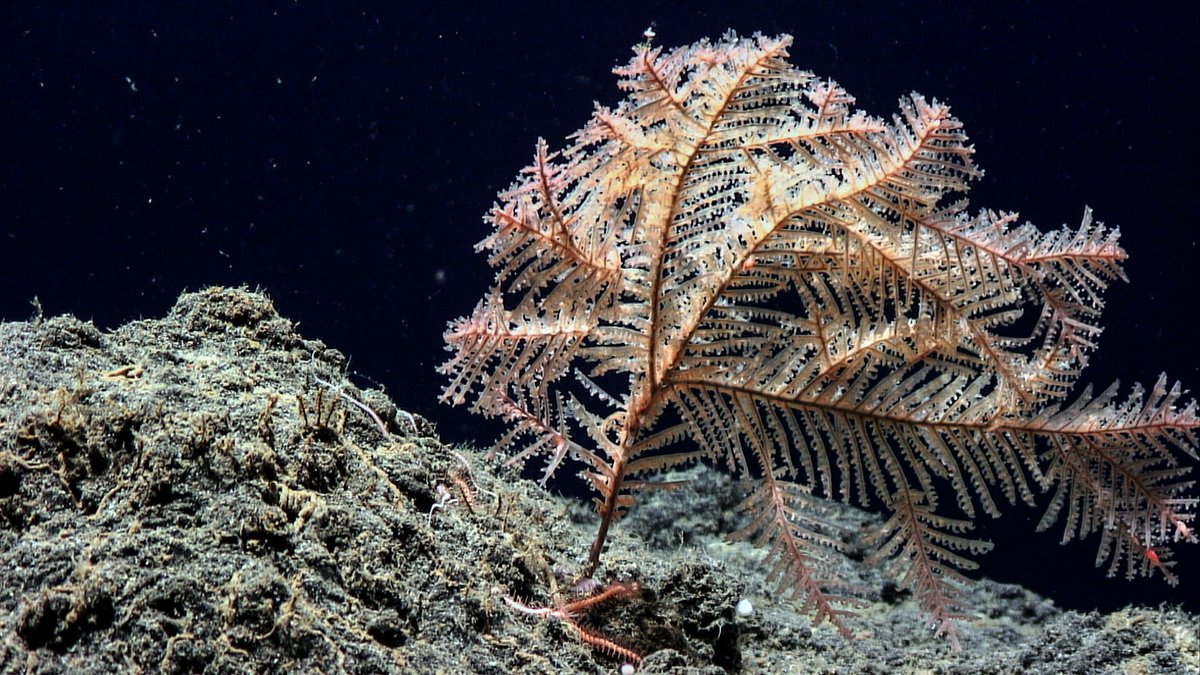 Ocean_Networks's tweet photo. You can work with ONC’s world-leading ocean observatories &amp; amazing team of scientists by applying to be our next #ResearcherinResidence  👉 https://t.co/WpJyqRnMpT

📢Deadline Feb 13 2023 https://t.co/ycQvwaOpOa