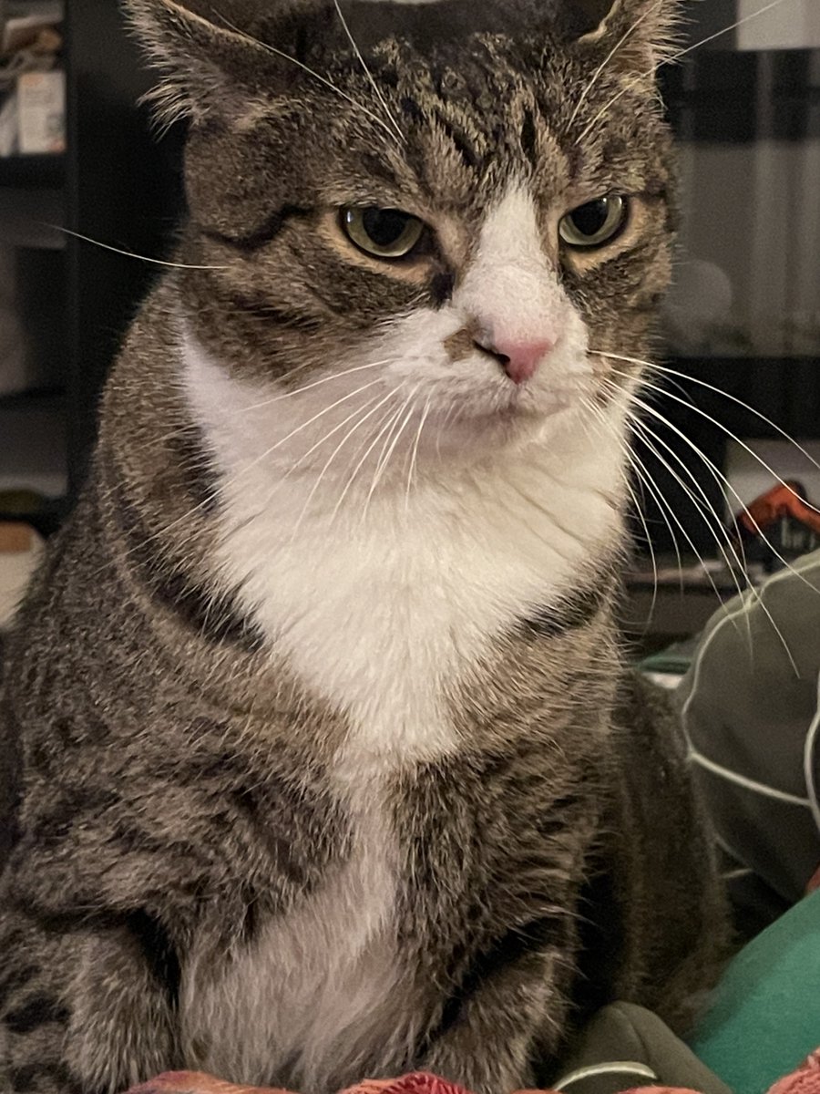 aylura's tweet photo. my cat is a dumbass. an expressive dumbass, but a dumbass nonetheless. https://t.co/mMlCIiSI3Y