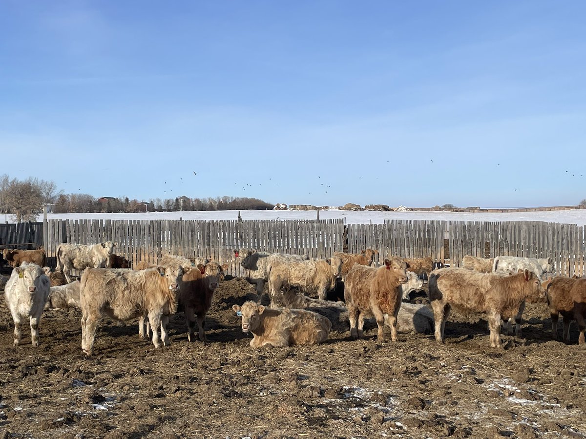 Sale day is coming up these steers will be at Saskatoon livestock sales next Tuesday. All home raised born April/may and weaned mid October. Full herd health program. <a href="/hurlburtcattle/">Ryan Hurlburt</a> <a href="/CharolaisBanner/">Helge By</a> <a href="/canCharolais/">Canadian Charolais</a>