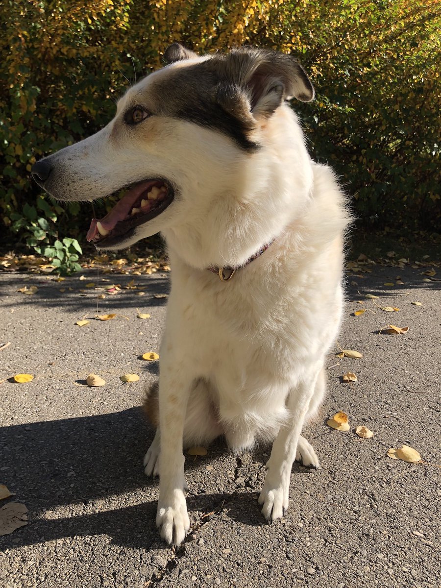 tlaatsch's tweet photo. Love on your pooches. Cuddle them before they go outside. Give them an ear scratch when they come inside. Walk them when you don’t want to, and talk to them while you do. You never know what could happen. Love you, buddy. https://t.co/GVug51Pgc1