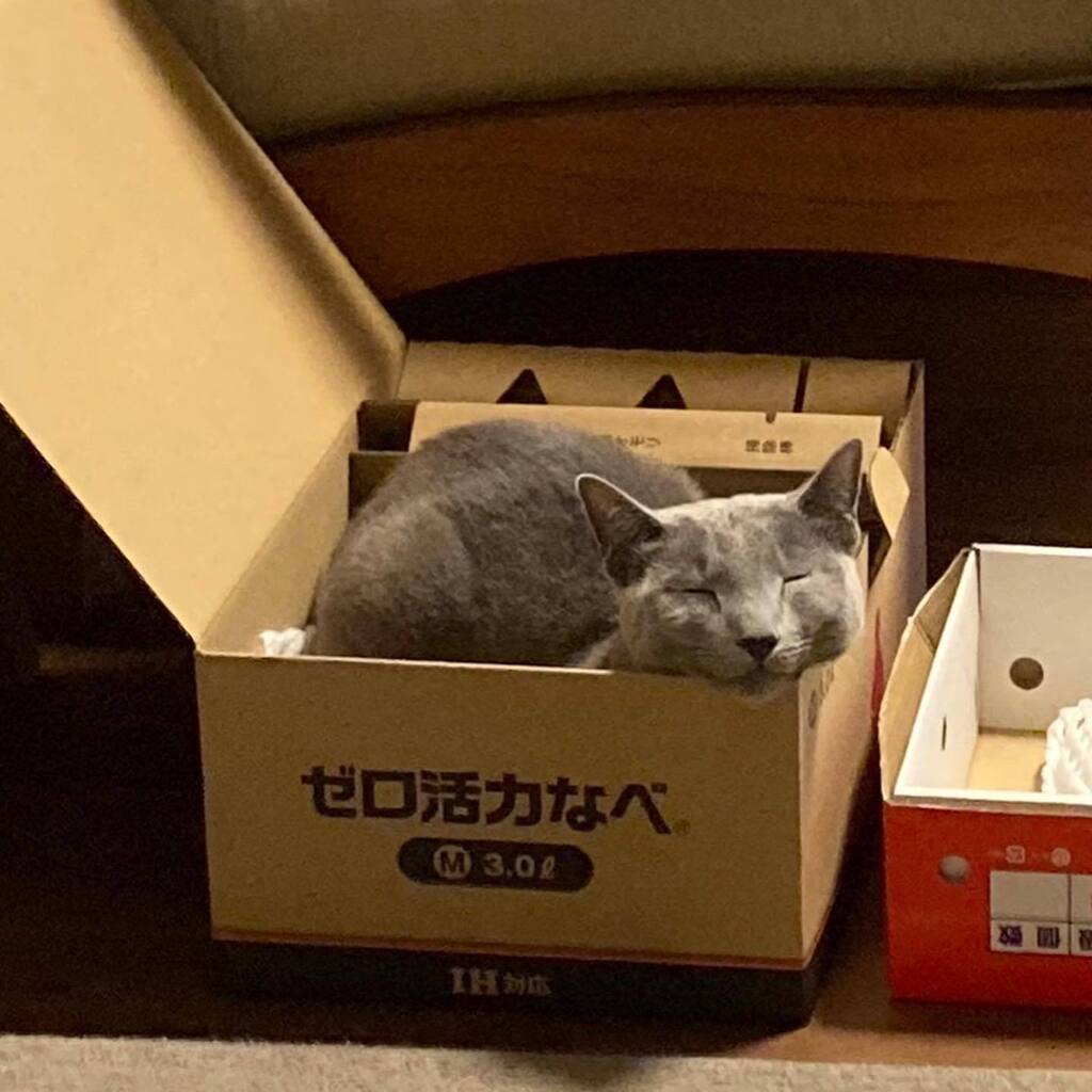 imo76413001's tweet photo. やっぱり箱が好き

#ロシアンブルー
#russianblue
#ねこのいる暮らし
#まんじゅう
#cat https://t.co/mpJQ1ckFLz