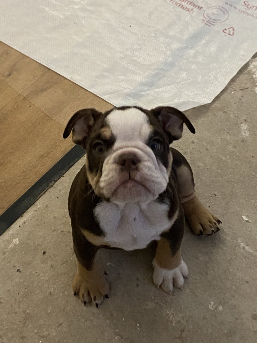 As someone who's worked in childcare and education since the age of 17, after today I can officially confirm puppies are much harder work than babies! #edutwitter #pets #dog #puppy #Bulldogpuppies #bulldog