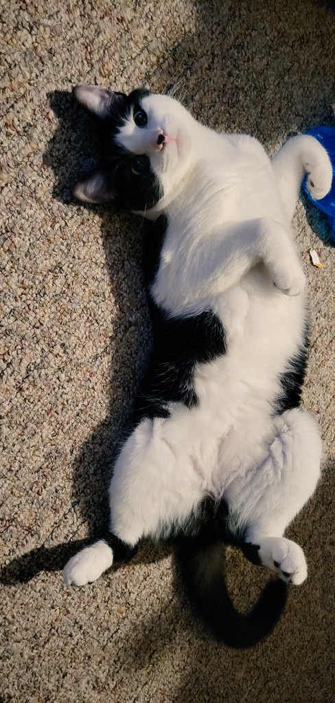 Chelseapurdun's tweet photo. @catturd2 This is Leitenant Commander Data. Data, for short. He's kind of more like a dog. I'll call his name, or pat my leg, and he comes running into my lap for pets/cuddles. Lol 💙 https://t.co/wmZi7KKOmF