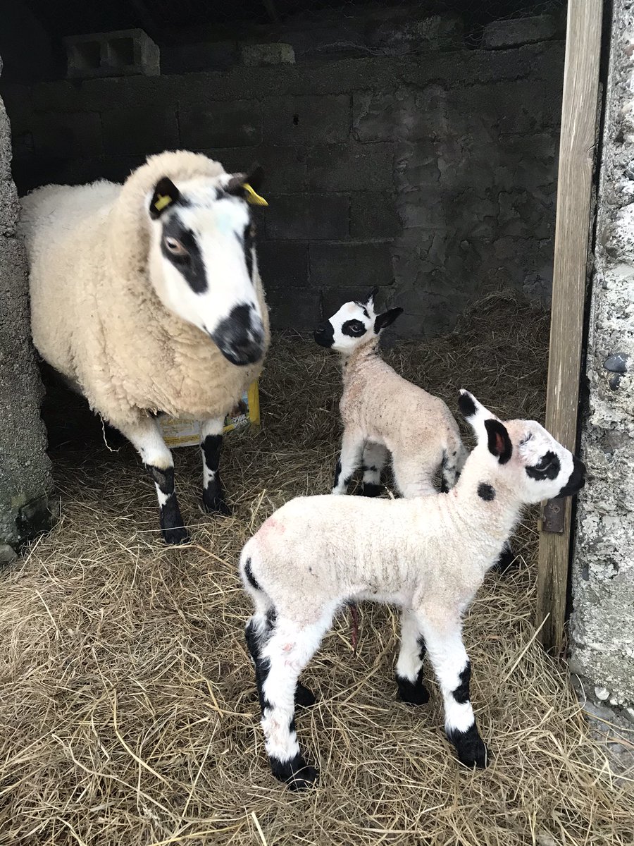 Kerryhill lambing up and running with these twin boys👌