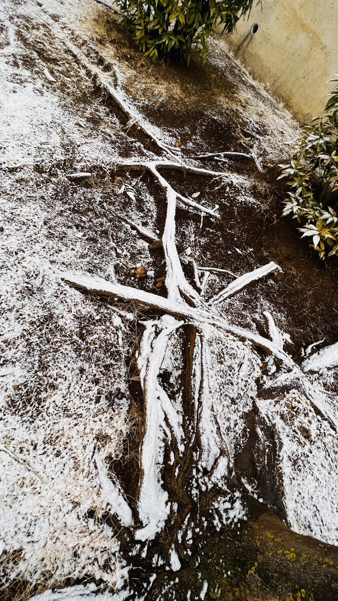 Bori_LMSD's tweet photo. 雪景色は美しく儚いけれど交通に影響が出ないと良いですね。
#snowtrees❄️️🌲 https://t.co/KzOjGvvYJZ
