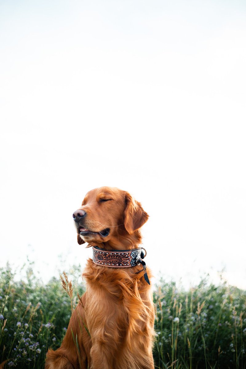 Spring?? Where are you 😂😭 #kipandkaan #dogs #photography #goldenretrievers