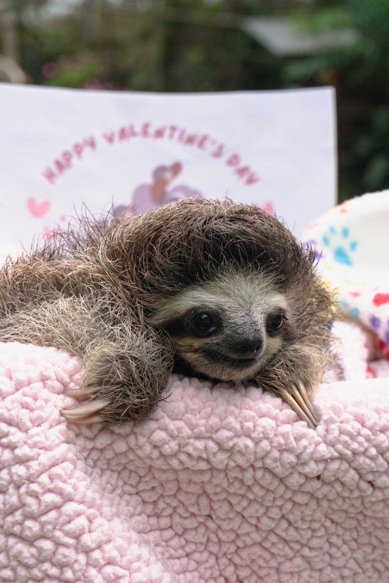 🦥Robin is eager to celebrate Valentine’s. Now that it is closer, as days pass by, and if you don't know what to give your special person, Robin wants to present the opportunity to get something different and cute. bit.ly/TRRAdoptions