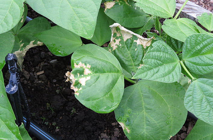 Although pests &amp; diseases are inevitable in a vegetable garden, steps can be taken to prevent recurrences. In this episode of the podcast <a href="/joegardener/">Joe Lamp'l</a> and Susan Mulvihill share insights and methods for problem-solving in your vegetable garden. joegardener.com/podcast/vegeta…