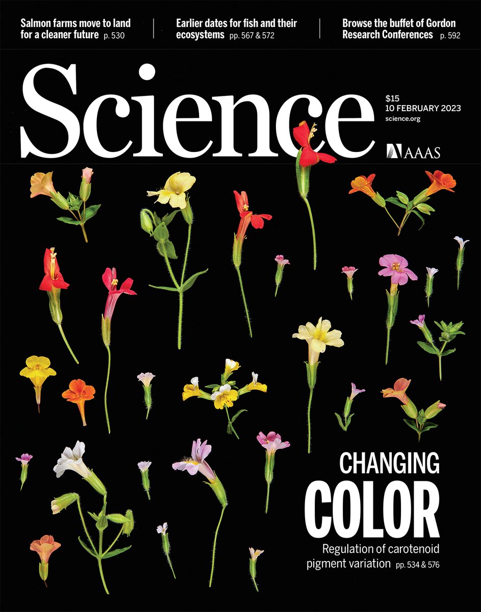 A long noncoding RNA regulates color variation in monkeyflowers, a new study finds. The results highlight an unexpected mechanism for petal pigmentation evolution. Read that research and more this week in Science: scim.ag/1ts