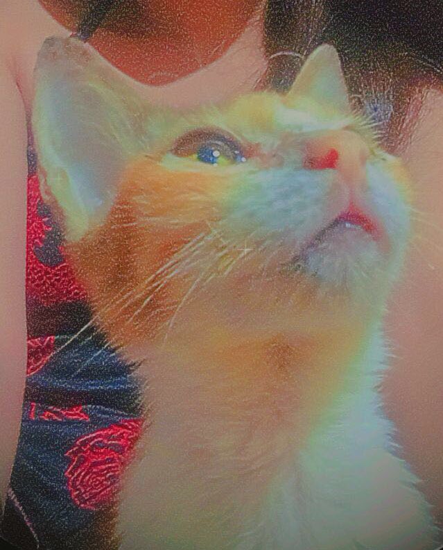 chiKEN_Felip's tweet photo. RUN FREE KATE🕊️
I LOVE YOU! https://t.co/TSxebazjY7