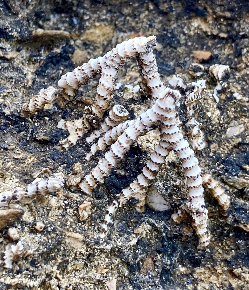 NHM_Bryozoa tweet media