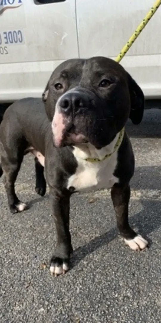 Dog_Redlands_'s tweet photo. 🚨🚨URGENT RESCUE NEEDED-HAS UNTIL EOD 2/22/23🚨🚨
~A52003256~
This young spirited 3 year old boy came in with a tibia/fibula fracture. Animal has been started on pain protocol at this time. #deprem #metaruffy @Fernando #TurkeyQuake https://t.co/Hp1xf9kr4M