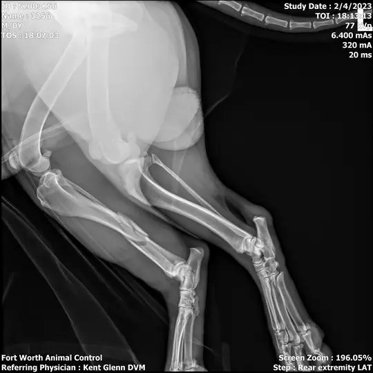 Dog_Redlands_'s tweet photo. 🚨🚨URGENT RESCUE NEEDED-HAS UNTIL EOD 2/22/23🚨🚨
~A52003256~
This young spirited 3 year old boy came in with a tibia/fibula fracture. Animal has been started on pain protocol at this time. #deprem #metaruffy @Fernando #TurkeyQuake https://t.co/Hp1xf9kr4M