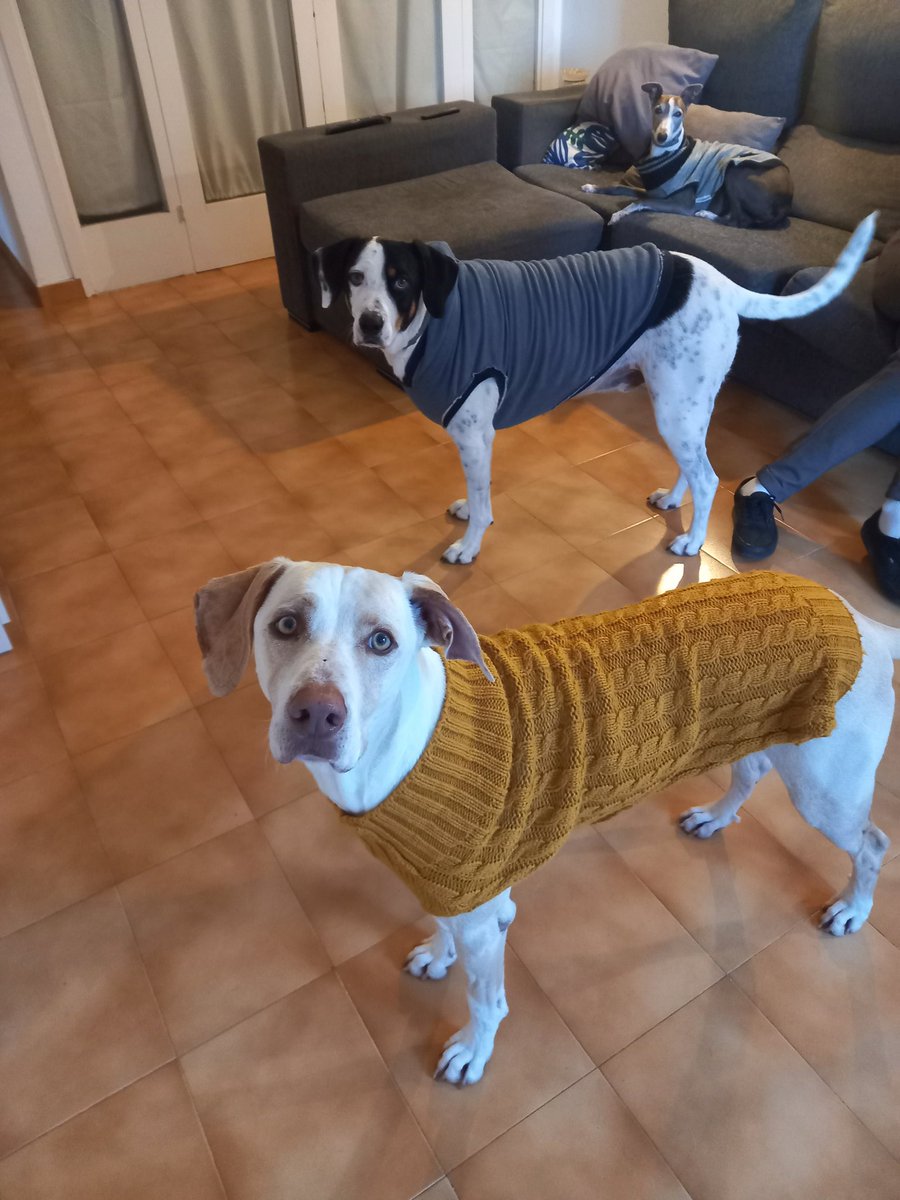 zeldasaintwilde's tweet photo. It's cold in Ibiza today 🥶

#ibiza #dogsinclothes #winter https://t.co/vVvTVAWwaU