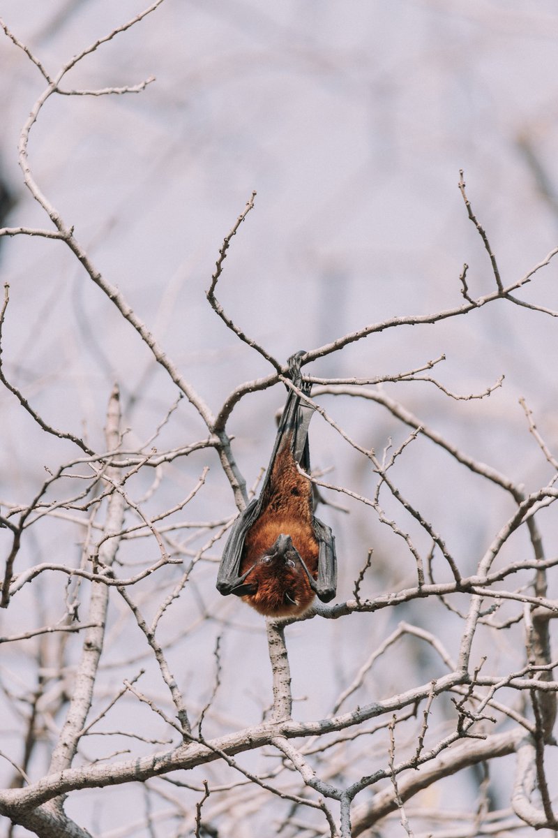 joyyiiaa's tweet photo. 👻 👻 

Flying fox from Islamabad,PK.

#wildlifephotography #BirdsSeenIn2023 #BirdsOfTwitter #Wildlifeprotection https://t.co/KTZlDZFXiA