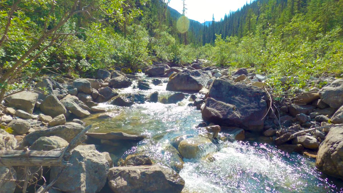 hikervibes's tweet photo. Another request filled! Here's 30 minutes of rushing mountain creek sounds in the Canadian Rockies!

https://t.co/OsMWrzrtgY

#hiking #asmr #explorealberta #JasperNationalPark #mountaincreek https://t.co/i0q66kt4qt