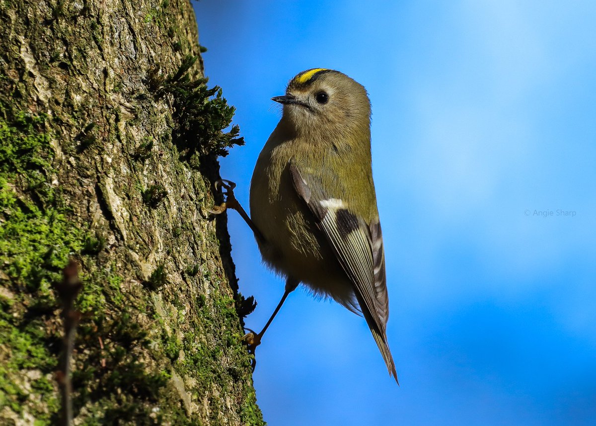 aswildlifepics's tweet photo. Incredibly obliging #goldcrest today at Childwall Woods #TwitterNatureCommunity @RSPBLiverpool https://t.co/hLehVptpCS