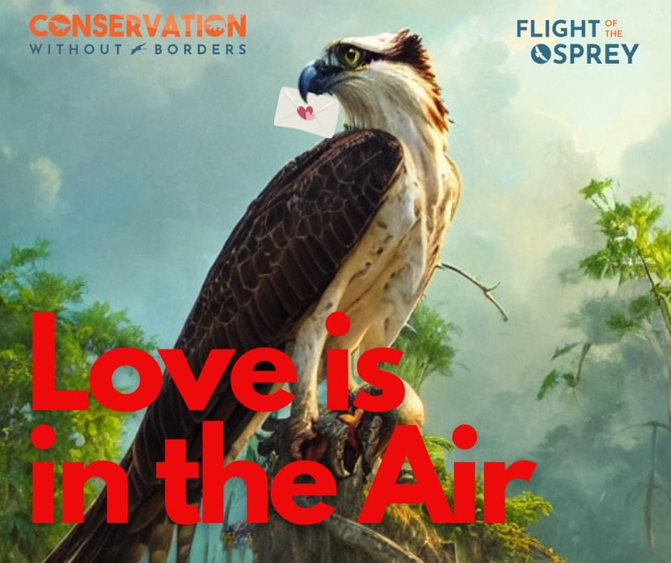 C_no_borders's tweet photo. Will you be our #lovebird? For #ValentinesDay2023 💕 show your support for @C_no_borders and we’ll be showing the love straight back to your loved one. Make a donation to us on behalf of someone you love 💕 on 14 February and they’ll receive a personal message from us. 1 of 2 https://t.co/1ZjvJHn5Ja