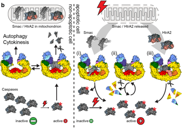 Fascinating study from @fischerlab1 on the structure and mechanisms of the large and complex BIRC6 E3 ligase. Reveals important biology to how BIRC6 controls #celldeath through degradation of caspases and regulation by SMAC/HTRA2. science.org/doi/10.1126/sc…