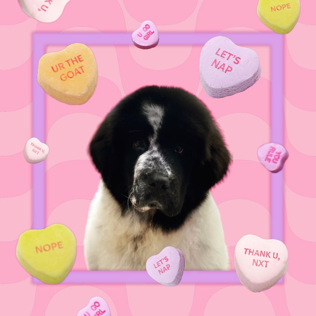 BlenheimandBlue's tweet photo. #blenheimandblue #doggrooming #dogsofinstagram #doggroomer #alfreton #matlock #crich #dog #doglover #doglyness #valentines #valentinesdog https://t.co/v8aN8xo3z3