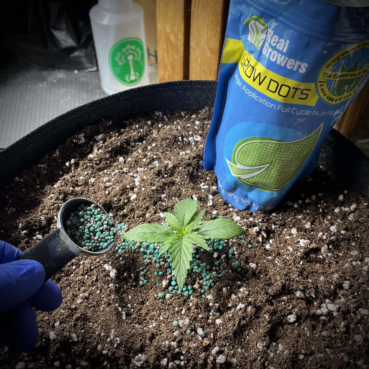 MyrceneDream's tweet photo. Trying out some grow dots for the first time

#marijuana #growdots #weedgrowers https://t.co/Ux8p4U4iVK