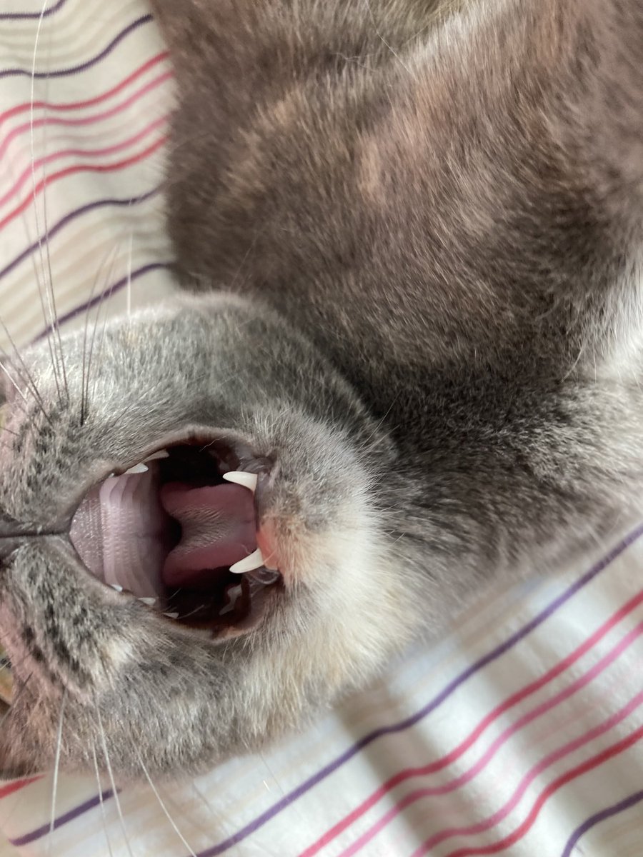 kellyvdt's tweet photo. @autisticcop Perfect shot! I’m almost as good at taking ridiculous photos of cats x https://t.co/6cfnRtBs0W