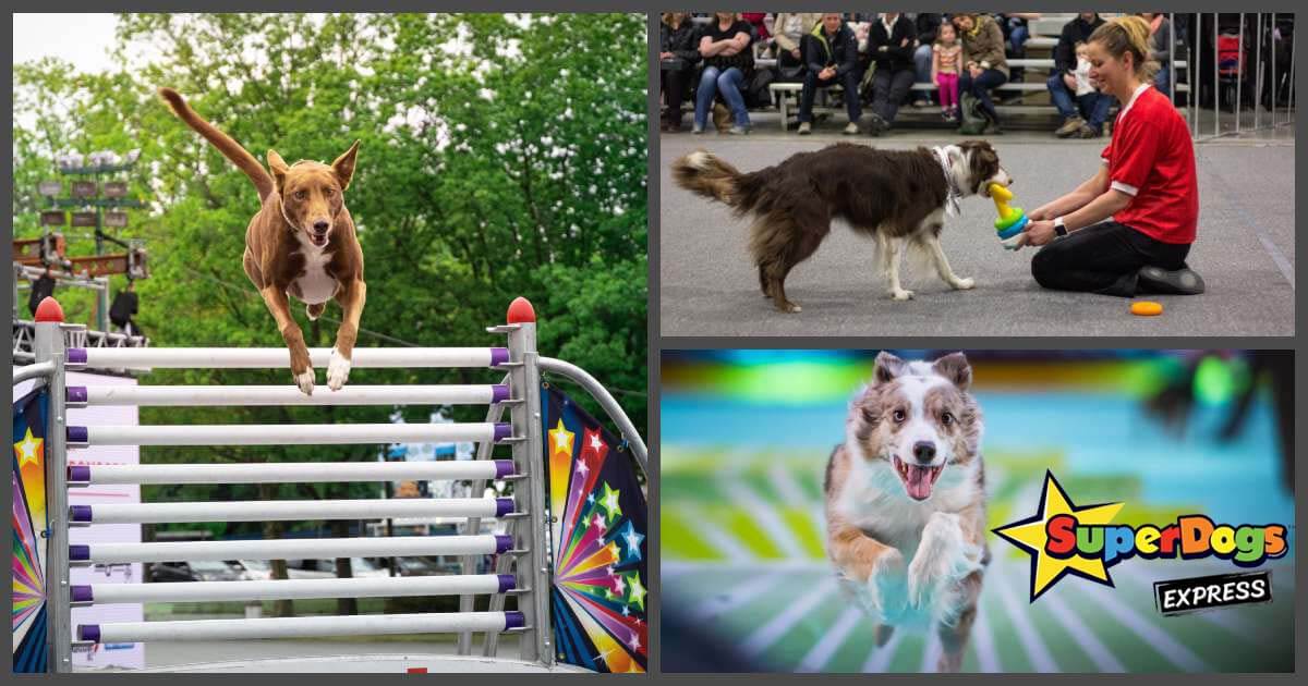 We are excited to announce that <a href="/MySuperDogs/">Official SuperDogs</a> will be at the #2023EdmPetExpo with their SuperDogs Express shows throughout the weekend! Join us March 11 &amp; 12 at the <a href="/yegexpocentre/">Edmonton EXPO Centre</a> - be sure to grab your tickets to the #EdmPetExpo today by visiting petexpo.ca/tickets