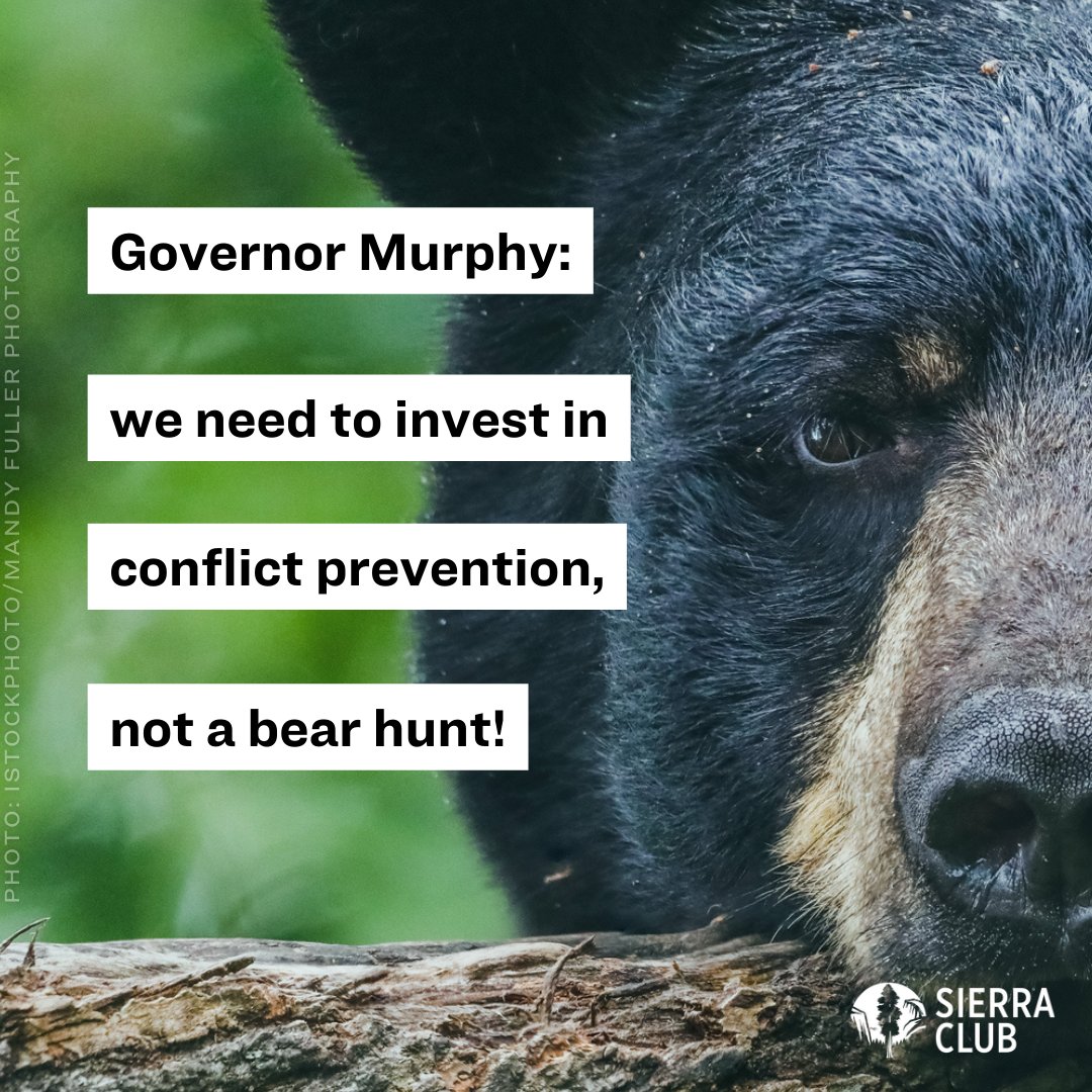 NJSierraClub's tweet photo. Tell Gov. Murphy to stop the hunt! We can protect NJ black bears by prioritizing non-lethal conflict prevention between humans and bears, rather than killing them in a trophy hunt. Send your message: https://t.co/IPXytA6jQx #NJwildlife #StoptheHunt https://t.co/LKiLEJZqbi