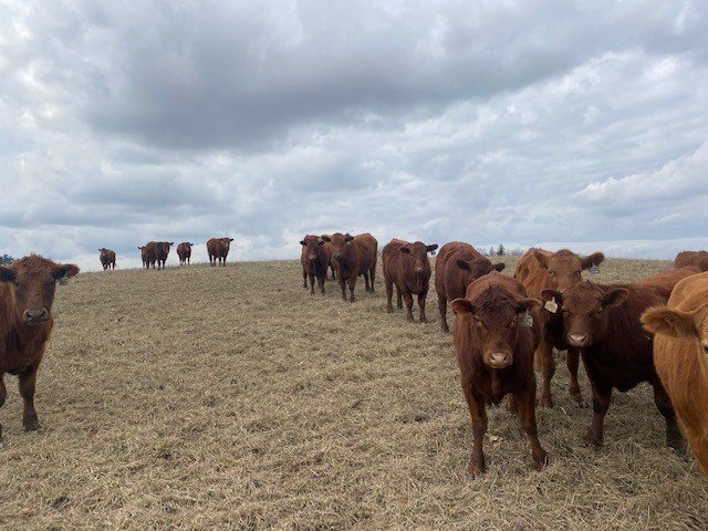 BeefProvisions's tweet photo. On Monday we moved these steers from grazing cover crops to some stockpiled pasture.  That marked 180 days of grazing cover crops on land where another crop had already been grown and harvested. So for 6 months instead of consuming land and crop resources... https://t.co/ryHT1dw48Q