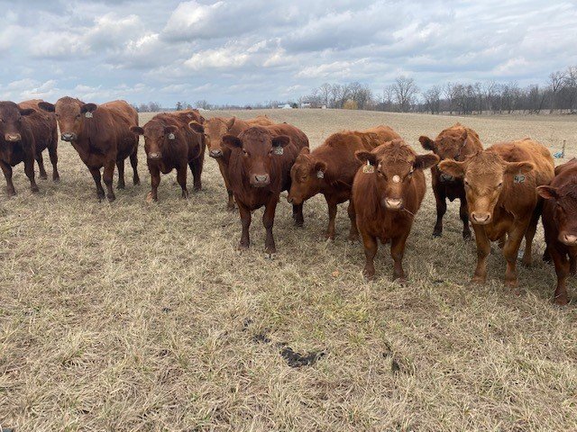 BeefProvisions's tweet photo. On Monday we moved these steers from grazing cover crops to some stockpiled pasture.  That marked 180 days of grazing cover crops on land where another crop had already been grown and harvested. So for 6 months instead of consuming land and crop resources... https://t.co/ryHT1dw48Q