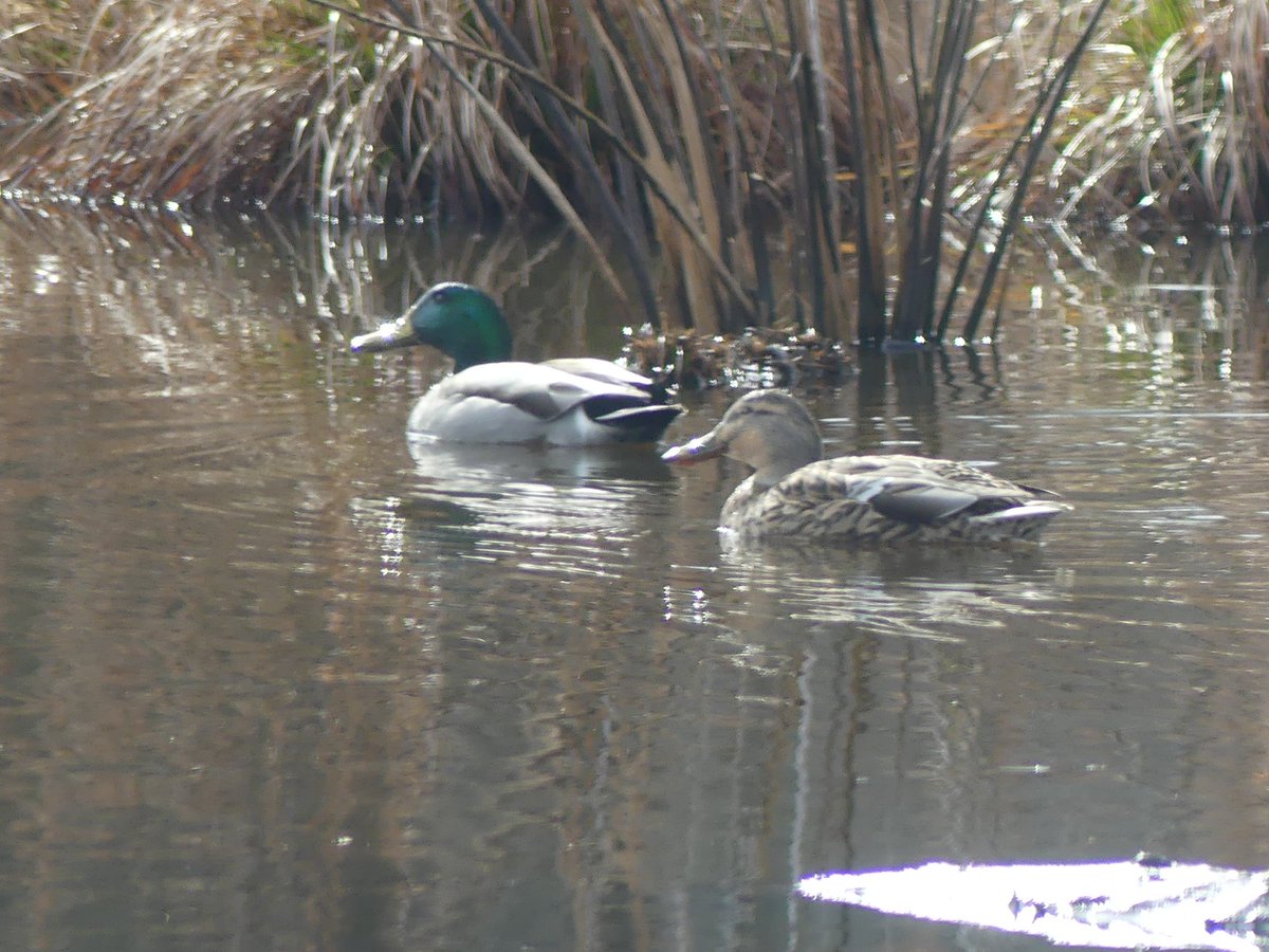 RavenBlossoms💜🌼☮️🌊🇺🇸🇺🇦🏳️🌈🏳️⚧️ on Twitter:
