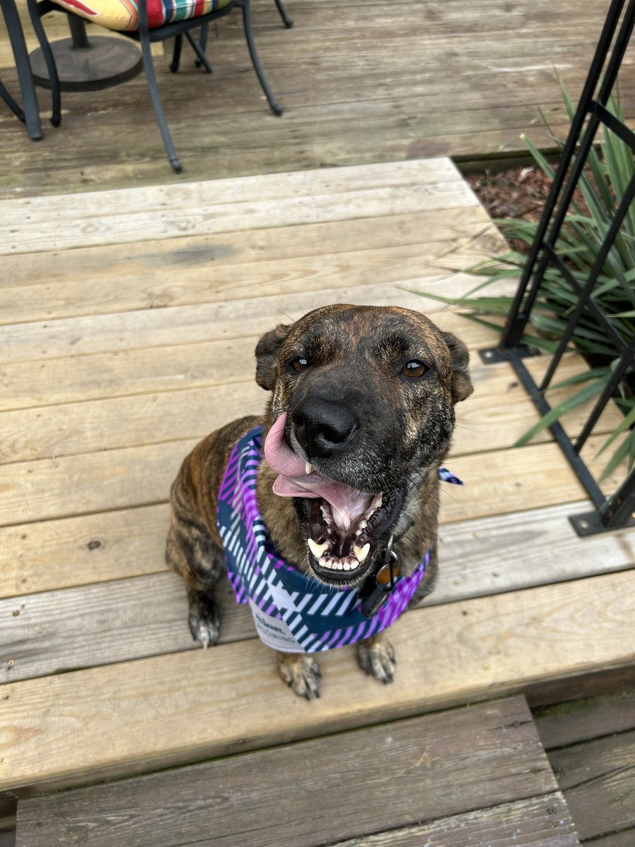 KaliLinette's tweet photo. Quincy may have spent the day at the spa, but she would like to remind you she is still vicious. @StevenBeynon https://t.co/wuH73mUkOX