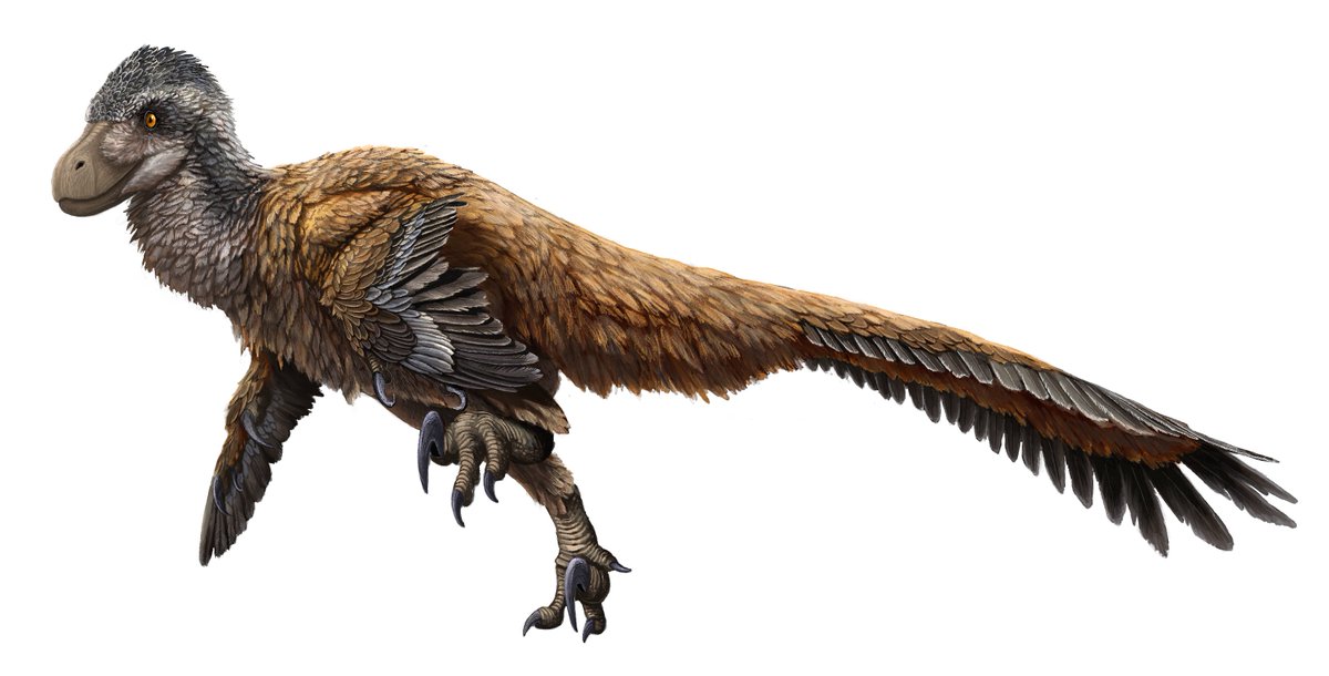 eawilloughby's tweet photo. New illustration of Deinonychus. https://t.co/J0GR5hhwXt