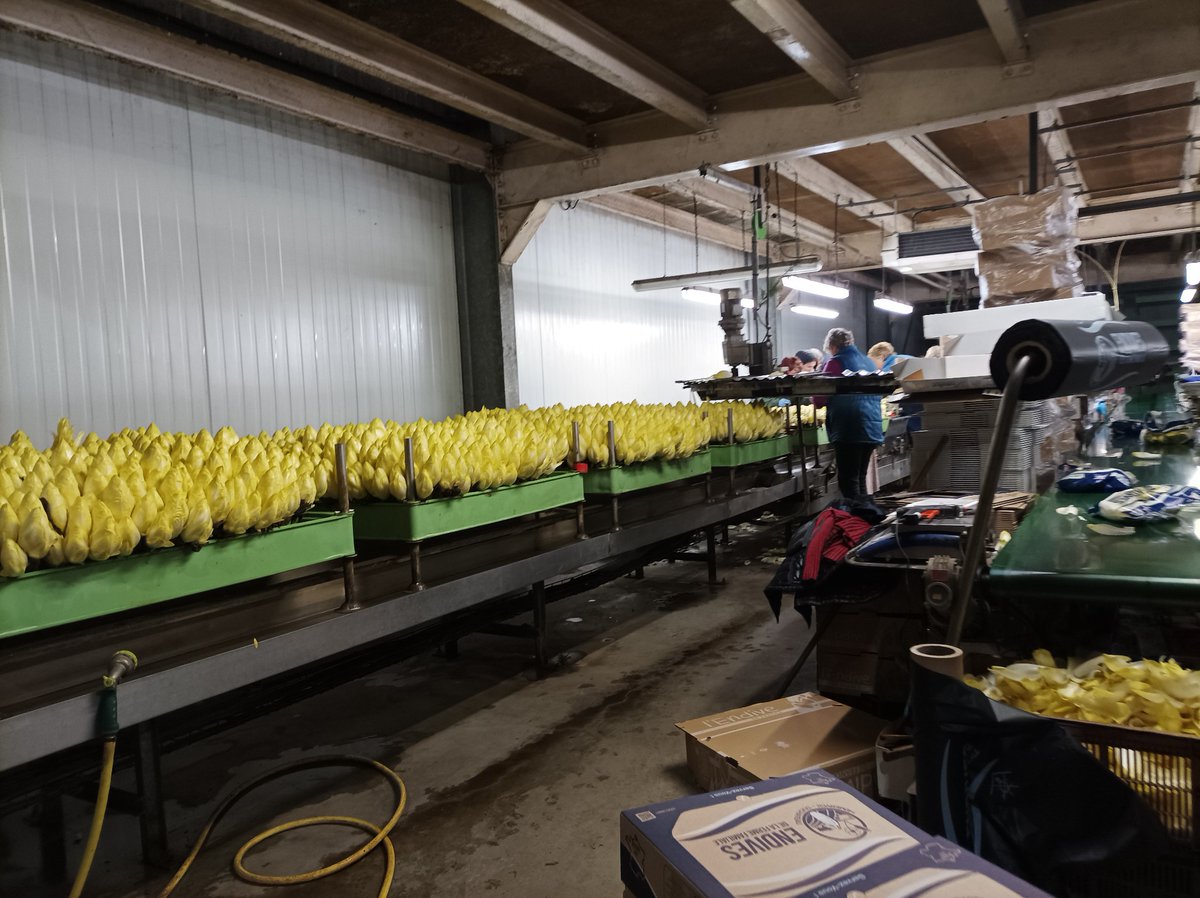 Dans le cadre des Journées de l'Agriculture, l'endiverie ENDIGRA située à BEUGNY a ouvert ses portes, ce matin, à des demandeurs d'emploi afin de faire connaître l'entreprise et ses différents postes de travail.  #TousMobilisés #recrutement #compétences @poleemploi_HDF
