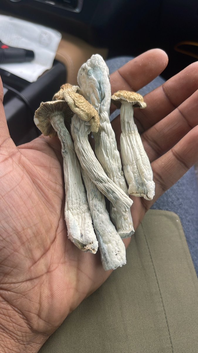 blackhippyfarms's tweet photo. Making plays in the rain ☔️ while QCing the Galaxy 41 #PrivilegePacks #BHF #TribeShitOnly #CannabisCommunity #Shrooms https://t.co/yeCvwnYYCn